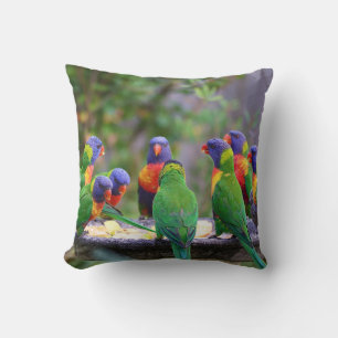Colorful Rainbow Loriket Parrots Eating Kussen