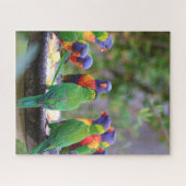 Colorful Rainbow Loriket Parrots Eating Legpuzzel (Horizontaal)