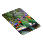 Colorful Rainbow Loriket Parrots Eating Magneet (Rechterzijde)