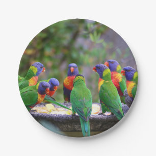 Colorful Rainbow Loriket Parrots Eating Papieren Bordje