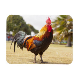 Colorful Rooster op Grass Magneet