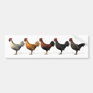 Colorful Roosters Bumpersticker
