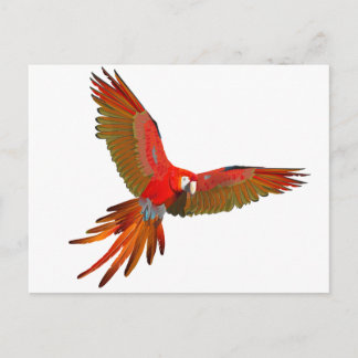Colorful Scarlet macaw fly art Briefkaart