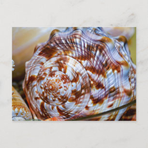 Colorful Seashell Briefkaart