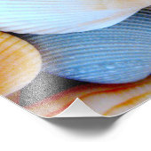 Colorful Seashell Collectie Foto Afdruk (Hoek)