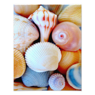 Colorful Seashell Collectie Foto Foto Afdruk