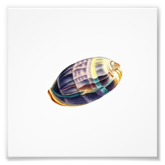 Colorful Seashell Zee Beach Nautical Foto Afdruk (Voorkant)