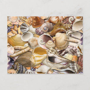 Colorful Seashells Briefkaart