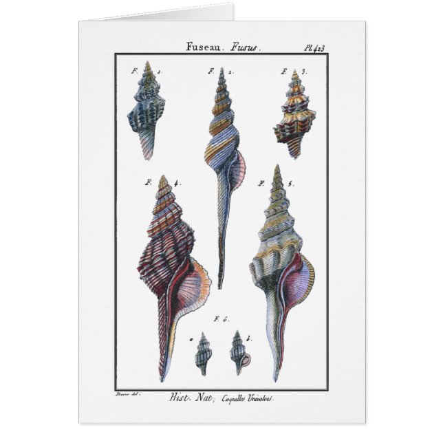 Colorful Seven Seashells (Voorkant)