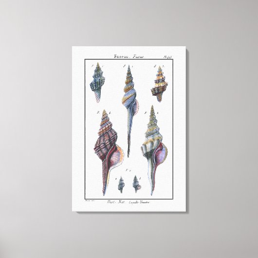 Colorful Seven Seashells Canvas Afdruk (Voorkant)