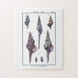 Colorful Seven Seashells Legpuzzel