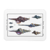 Colorful Seven Seashells Magneet (Horizontaal)