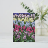 Colorful spring hyacinths briefkaart (Staand voorkant)