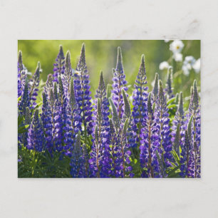 Colorful Spring Lupines... Briefkaart