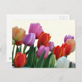 Colorful Spring Tulips Briefkaart (Voorkant / Achterkant)