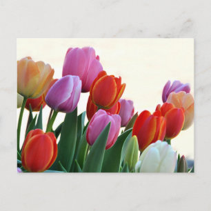 Colorful Spring Tulips Briefkaart