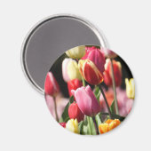 Colorful Spring Tulips Magneet (Voorkant / Achterkant)