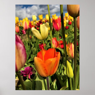 Colorful Spring Tulips Poster