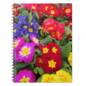 Colorful Springtime Medley of Primulas Notitieboek (Voorkant)