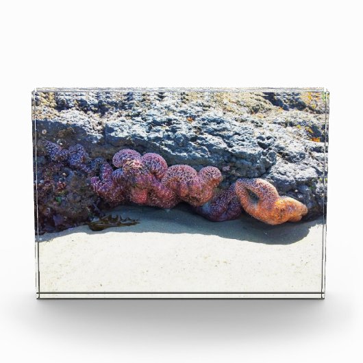 Colorful Starfish bij Bob Creek, OF Fotoblokken (Voorkant)