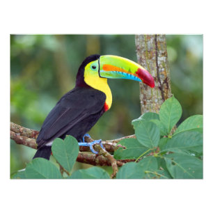 Colorful Toucan uitgevoerd op een boomtak Foto Afdruk