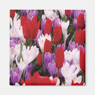 Colorful Tulip Flowers Magnet Magneet