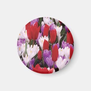 Colorful Tulip Flowers Magnet Magneet