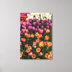 Colorful Tulip Garden Bed, Oregon Canvas Afdruk