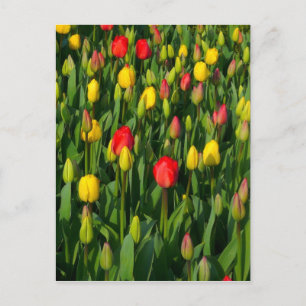 Colorful Tulips Briefkaart