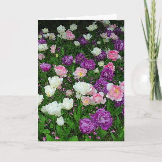 Colorful Tulips Kaart (Voorkant)