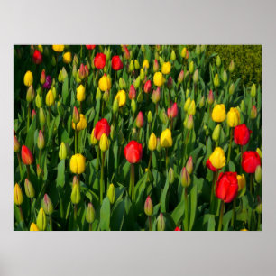 Colorful Tulips Poster