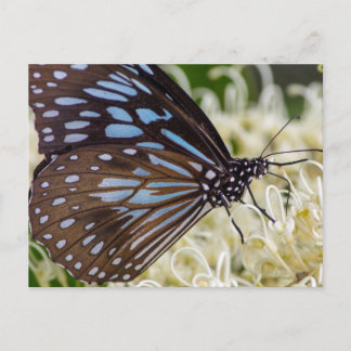 Colorful Visitor Briefkaart