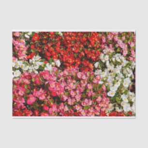 Colorful Wax Begonias Tissuepapier