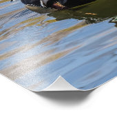 Colorful Wood Duck Foto Afdruk (Hoek)