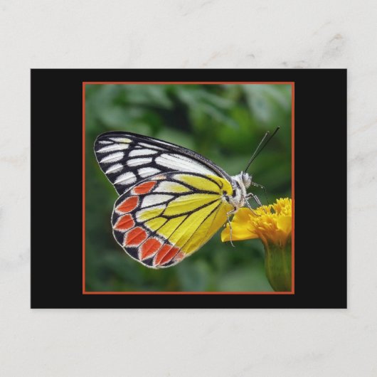 Colorful Yellow Butterfly Briefkaart (Voorkant)