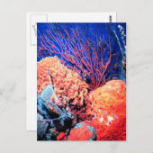 Colorful Zee Sponge Briefkaart (Voorkant / Achterkant)