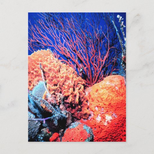 Colorful Zee Sponge Briefkaart (Voorkant)