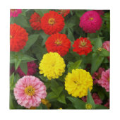 Colorful Zinnia Flowers Floral Tegeltje (Voorkant)
