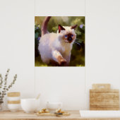 Colorpoint Shorthair Cat Poster (Keuken)