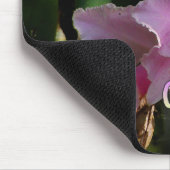 Colors of Colombia Cattleya Orchid Muismat (Hoek)