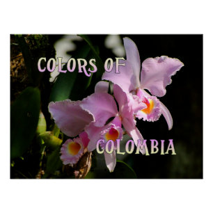 Colors of Colombia Cattleya Orchid Poster Print Perfect Poster