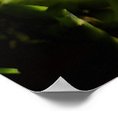 Colors of Colombia Orchid Poster (Hoek)