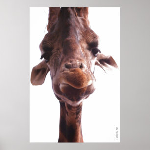 COLOSSALE POSTERS - GIRAFFE GEZICHT - HUMOR FOTO
