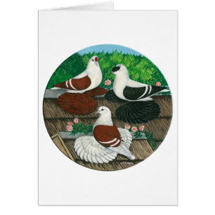 Colour Pigeon Trio