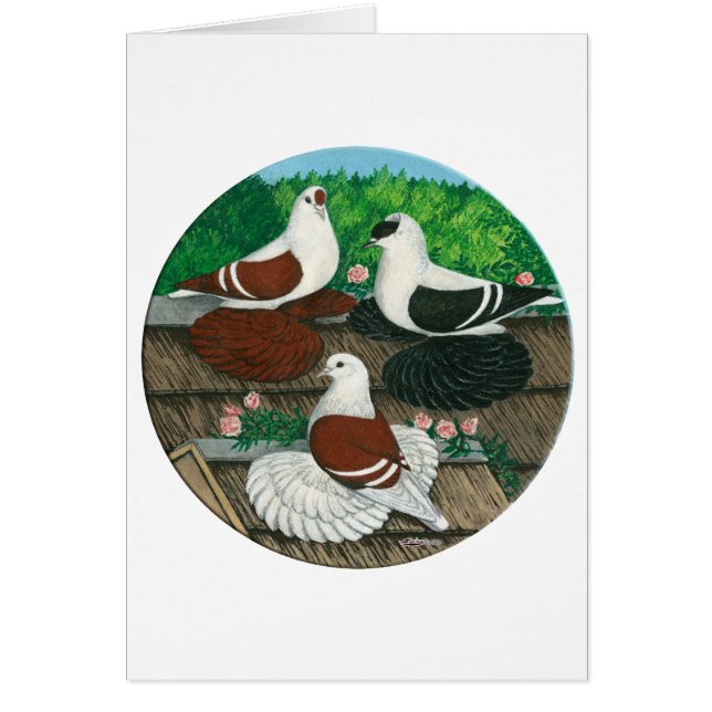 Colour Pigeon Trio (Voorkant)