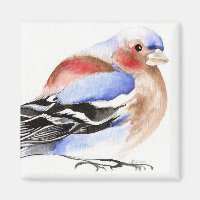 Colourful Chaffinch 2011