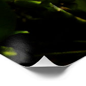 Colours de la Colombie Cattleya Orchid Poster Impr (Coin)