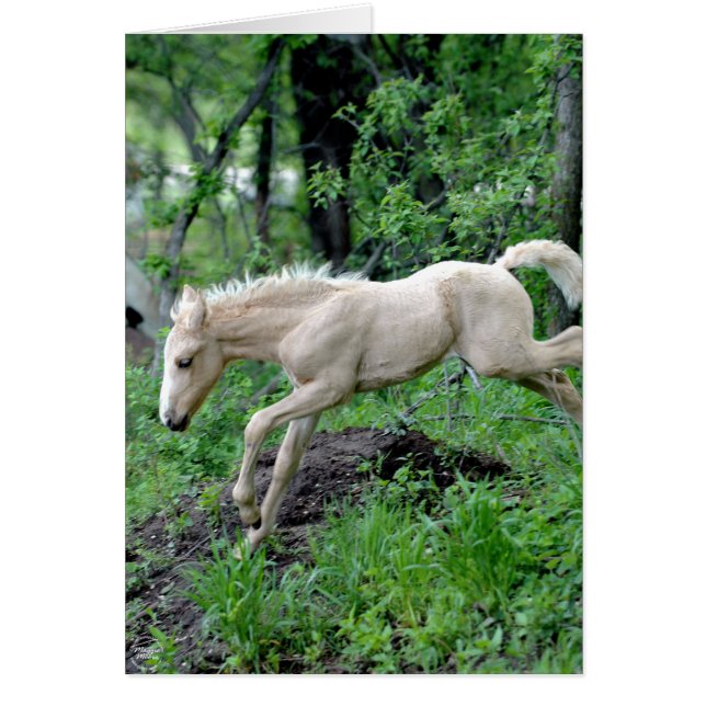 Colt à rebours (Devant)