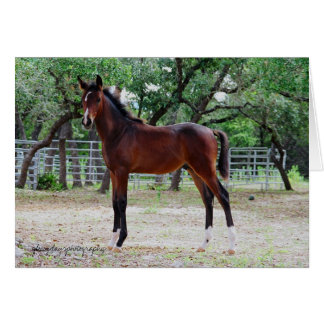 colt, glorydaysphotografie