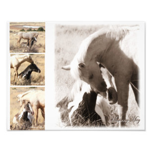 Colts zullen Colts zijn - Mustang Collage Foto Afdruk